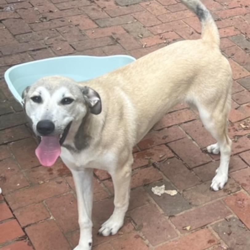 Enlarge Cami, a Adoptable mixed breed in Birmingham, AL image 1/3