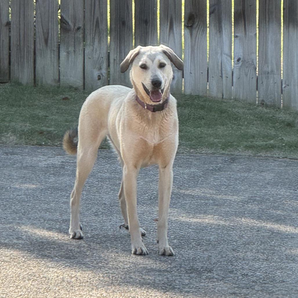 Enlarge Cami, a Adoptable mixed breed in Birmingham, AL image 1/2