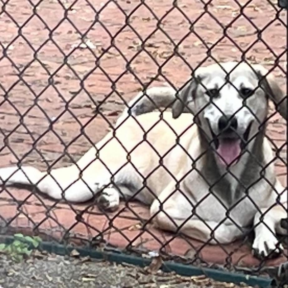 Enlarge Cami, a Adoptable mixed breed in Birmingham, AL image 3/3