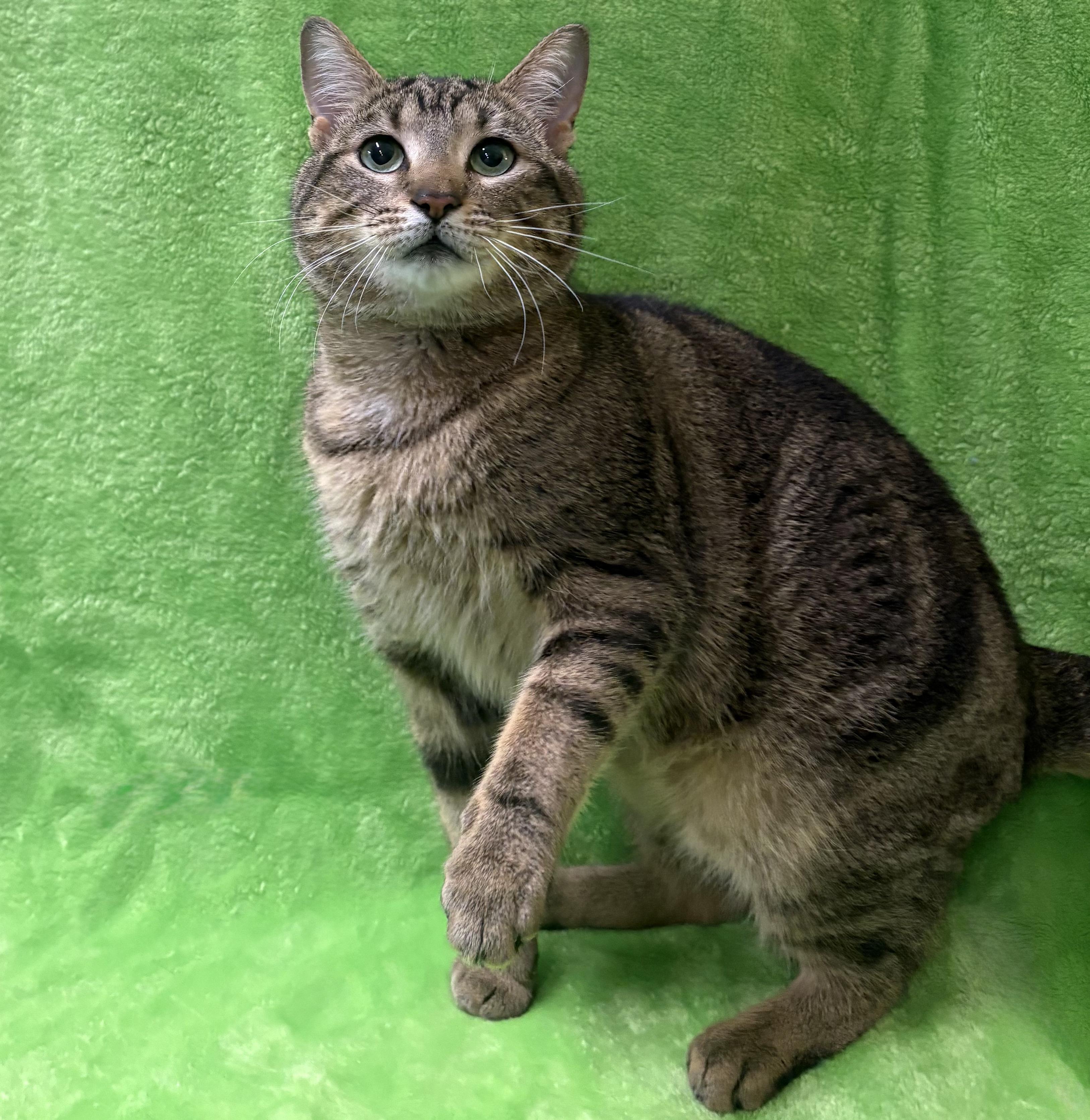 Enlarge MIKEY, a Adoptable Domestic Short Hair in Tillsonburg, ON image 2/4