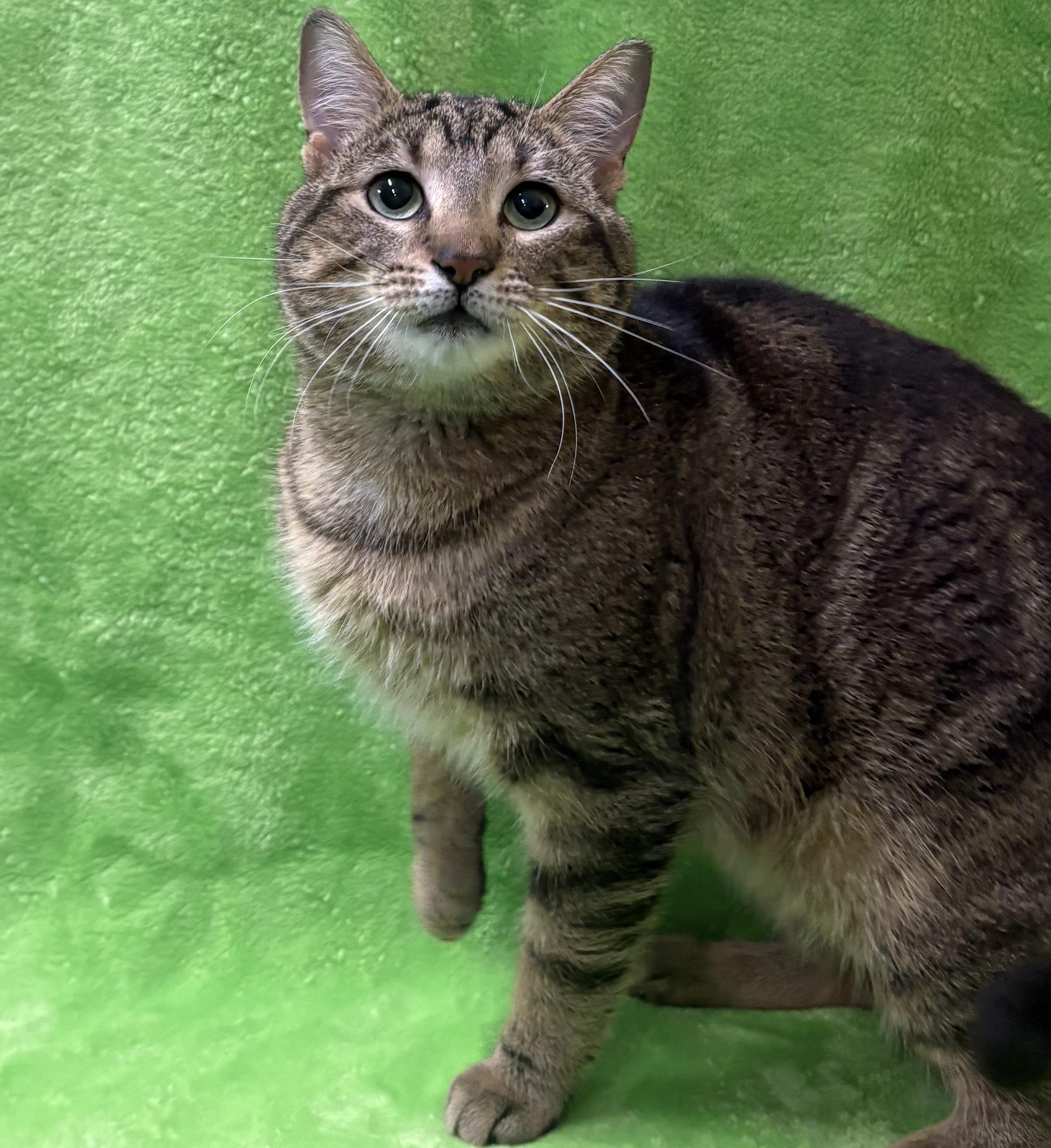 Enlarge MIKEY, a Adoptable Domestic Short Hair in Tillsonburg, ON image 3/4