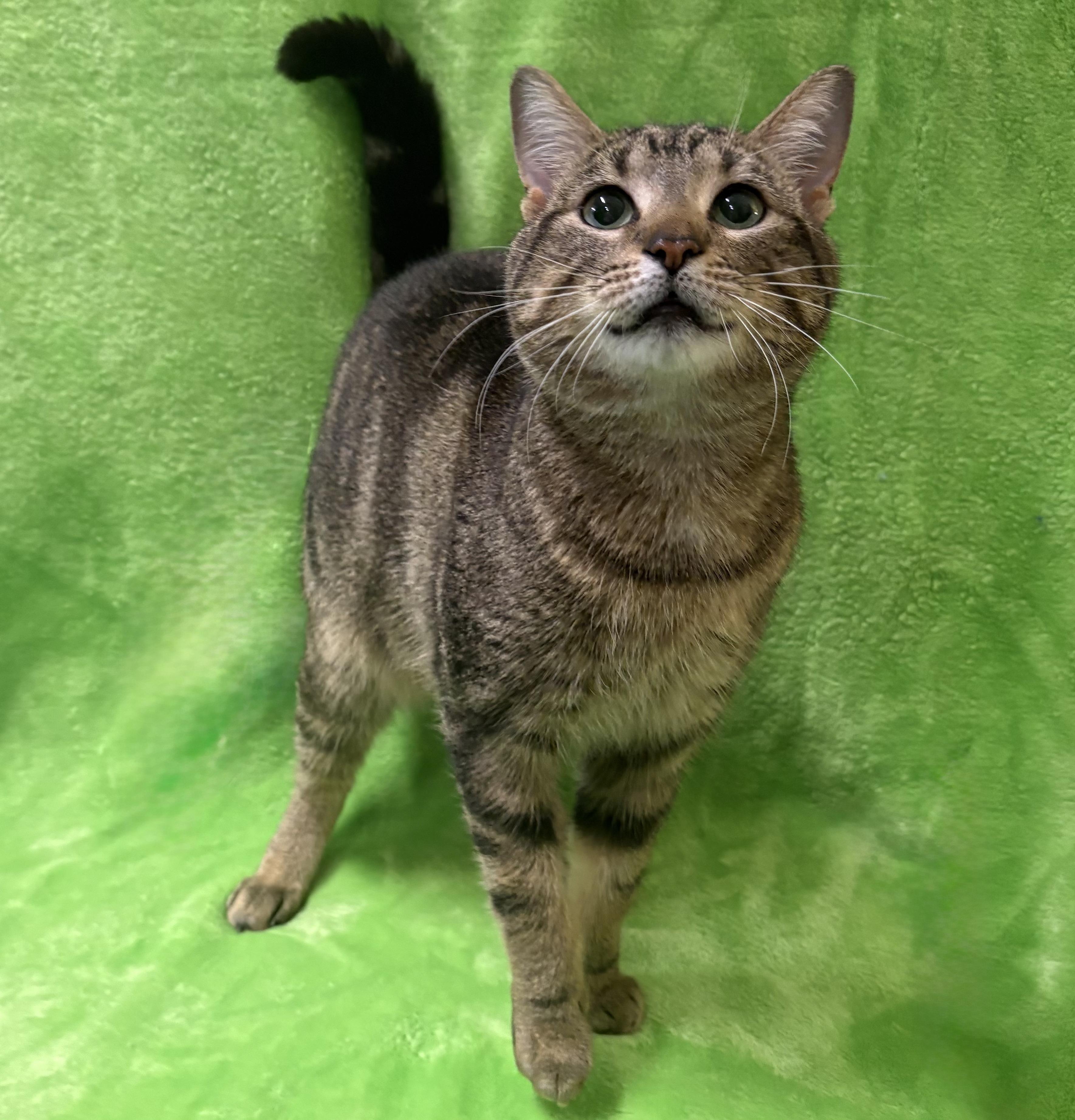 Enlarge MIKEY, a Adoptable Domestic Short Hair in Tillsonburg, ON image 1/4