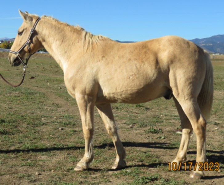 Willie, Adopted, Senior Male Missouri Foxtrotter.