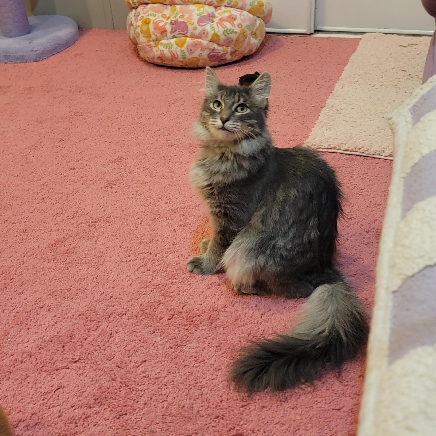 Fluffy, a Adoptable Domestic Long Hair in Wyandotte, MI image 3/5