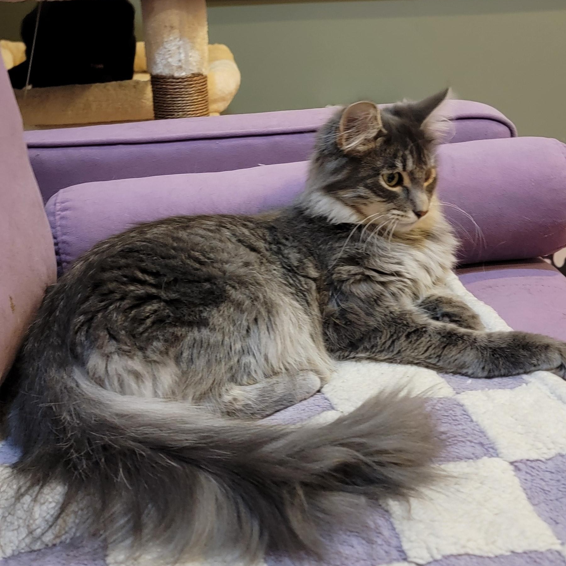 Fluffy, a Adoptable Domestic Long Hair in Wyandotte, MI image 2/5