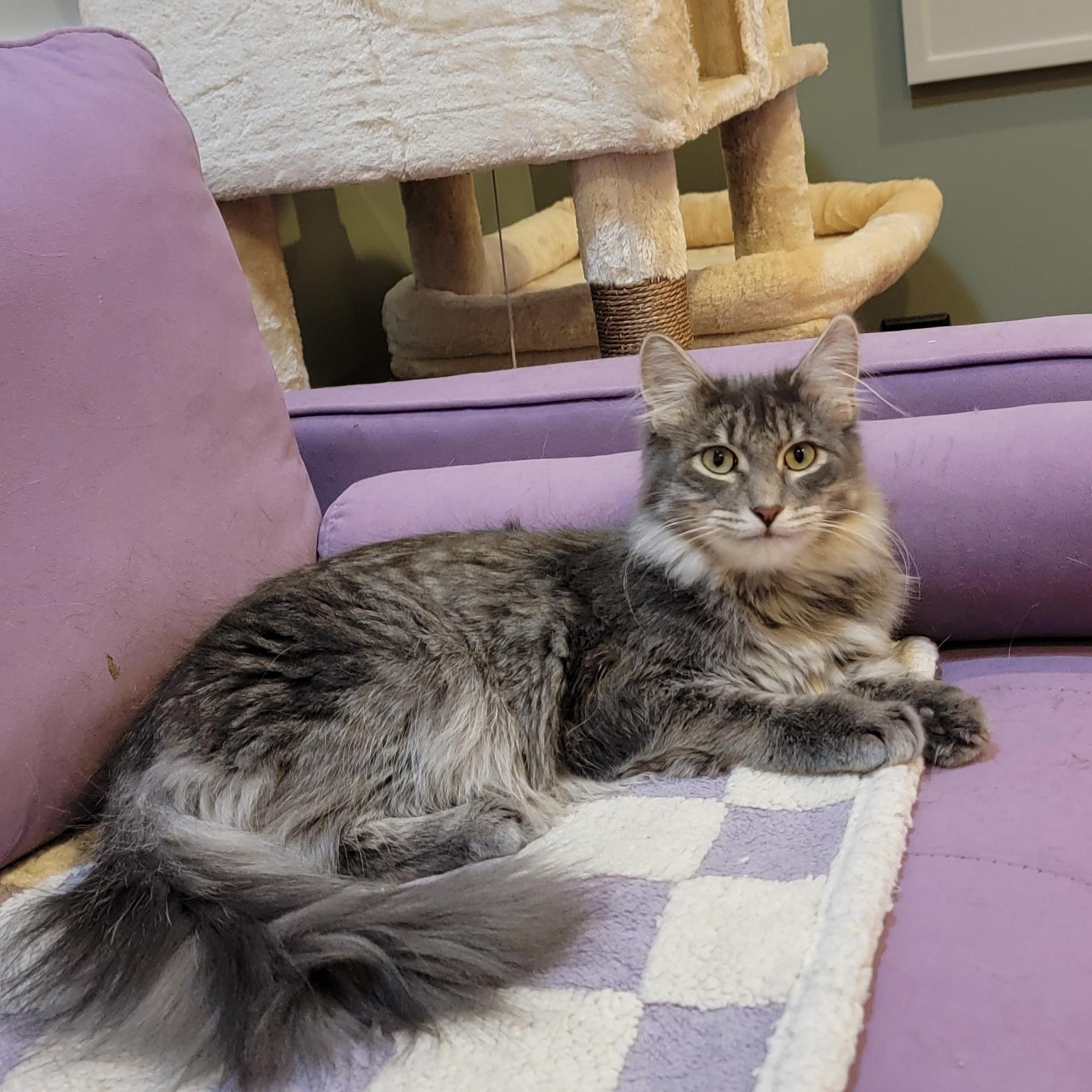Fluffy, a Adoptable Domestic Long Hair in Wyandotte, MI image 4/5
