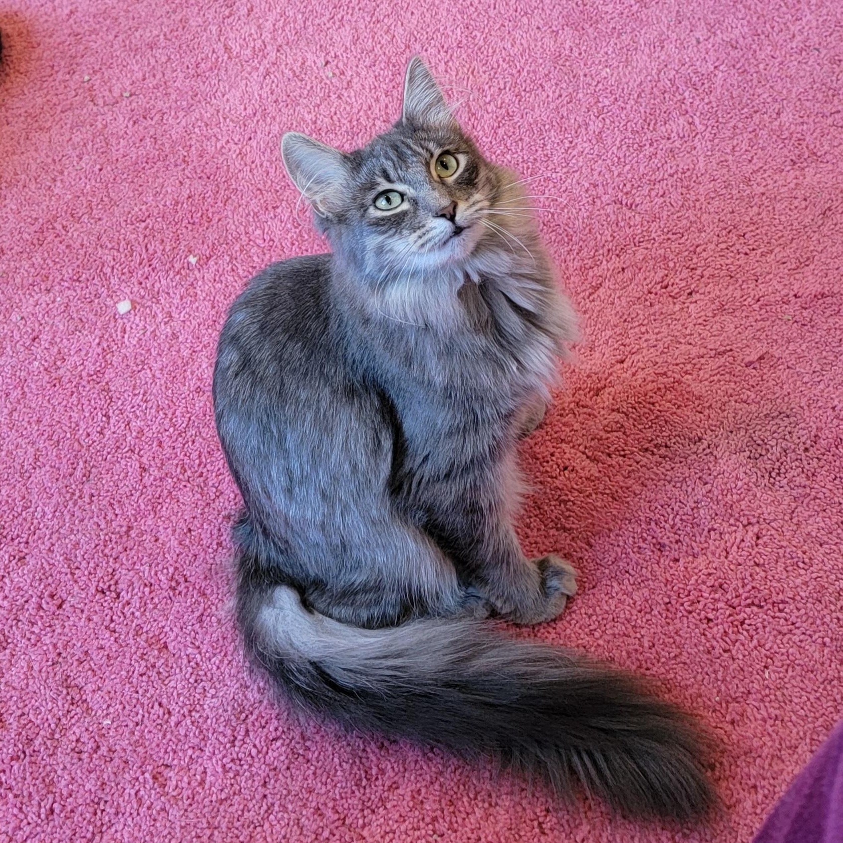 Fluffy, a Adoptable Domestic Long Hair in Wyandotte, MI image 1/5