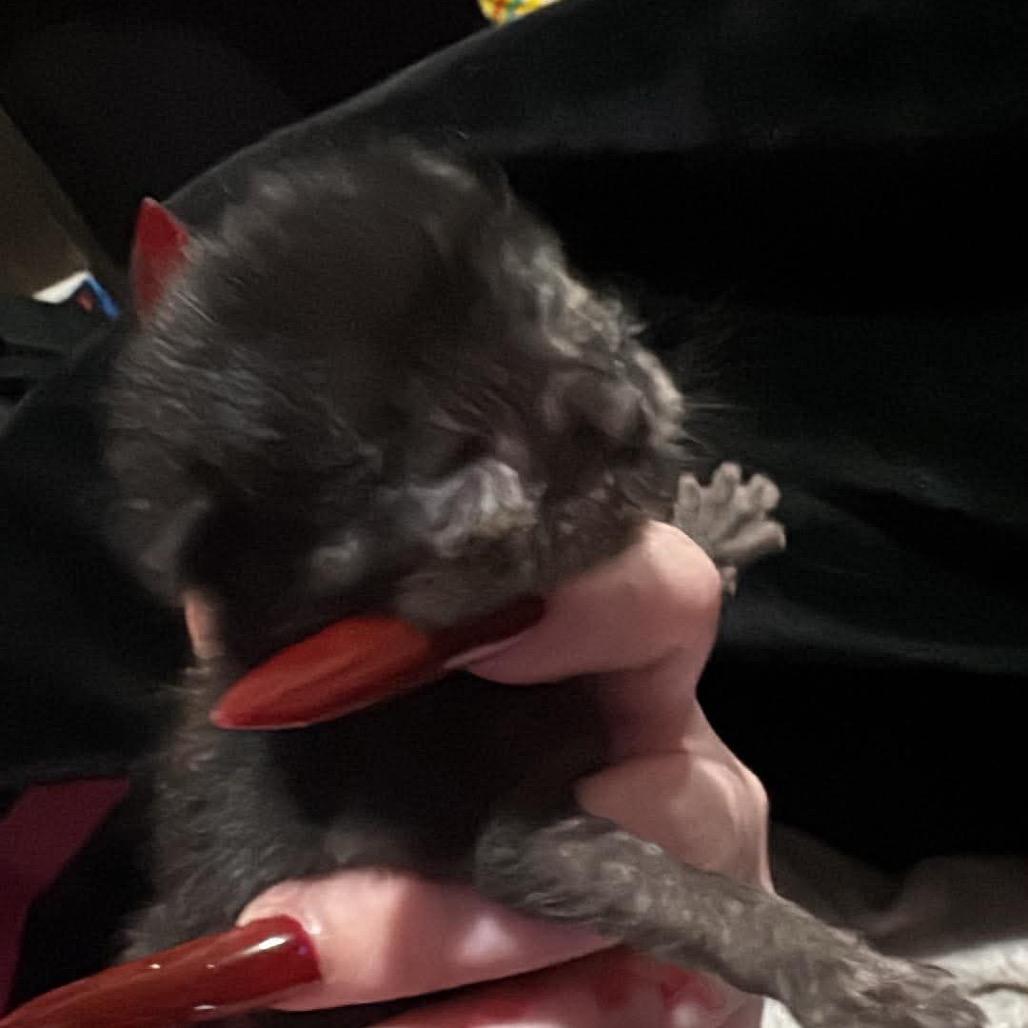 Stream, Adoptable, Kitten Female Domestic Short Hair.