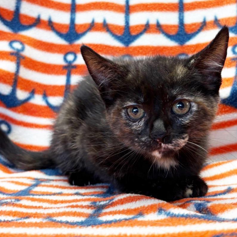 Enlarge Stream, a Adoptable Domestic Short Hair in Mount Juliet, TN image 2/2