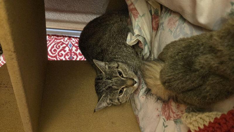 Enlarge Jeep, a Adoptable Domestic Short Hair in Delran, NJ image 1/2