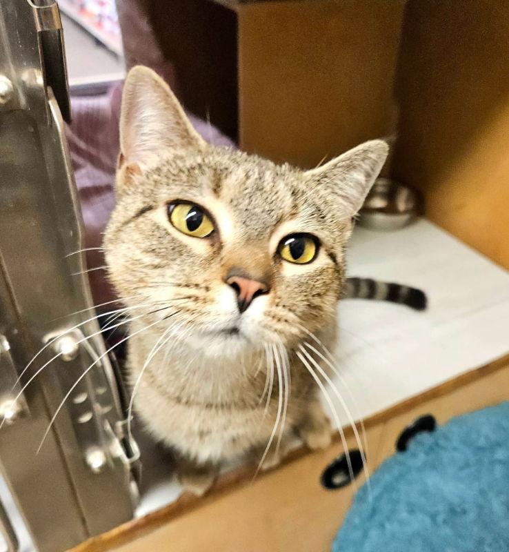 Enlarge Jeep, a Adoptable Domestic Short Hair in Delran, NJ image 2/2