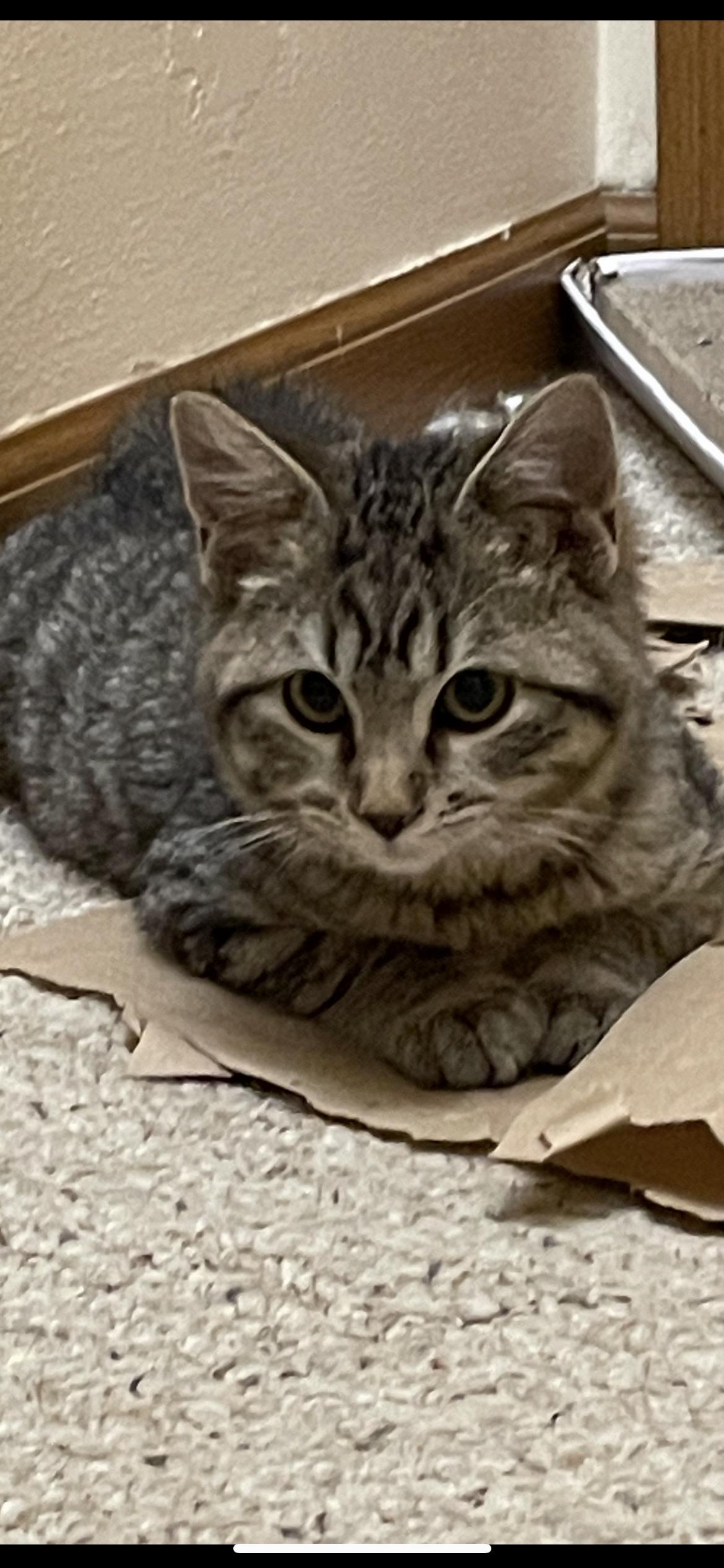 Enlarge Odysseus ( Odie ), a Adoptable mixed breed in Saint Louis, MO image 1/4