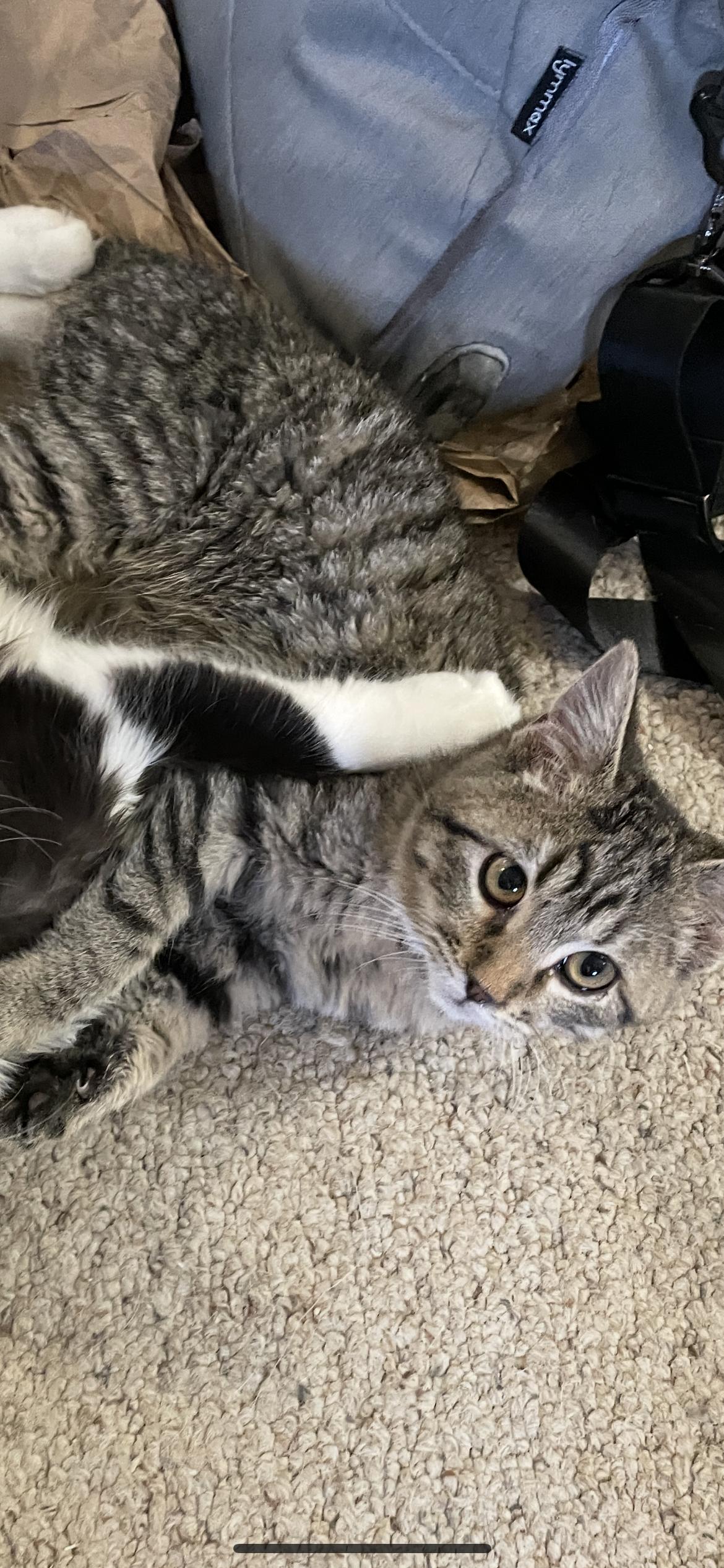 Enlarge Odysseus ( Odie ), a Adoptable mixed breed in Saint Louis, MO image 4/4