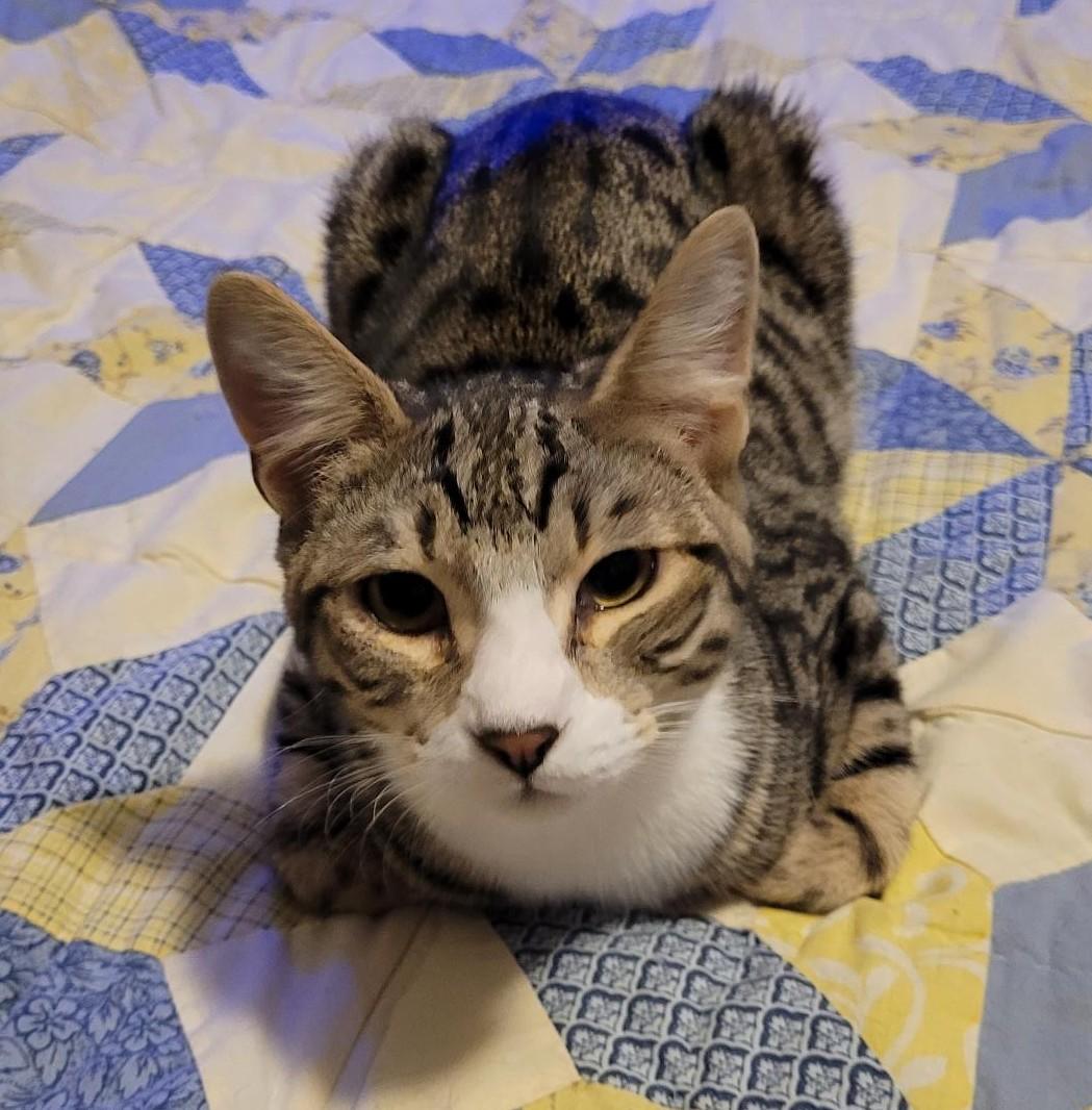 Meet Thomas the 3rd, or as his friends call him, TJ!, Adopted, Young Male Domestic Short Hair.