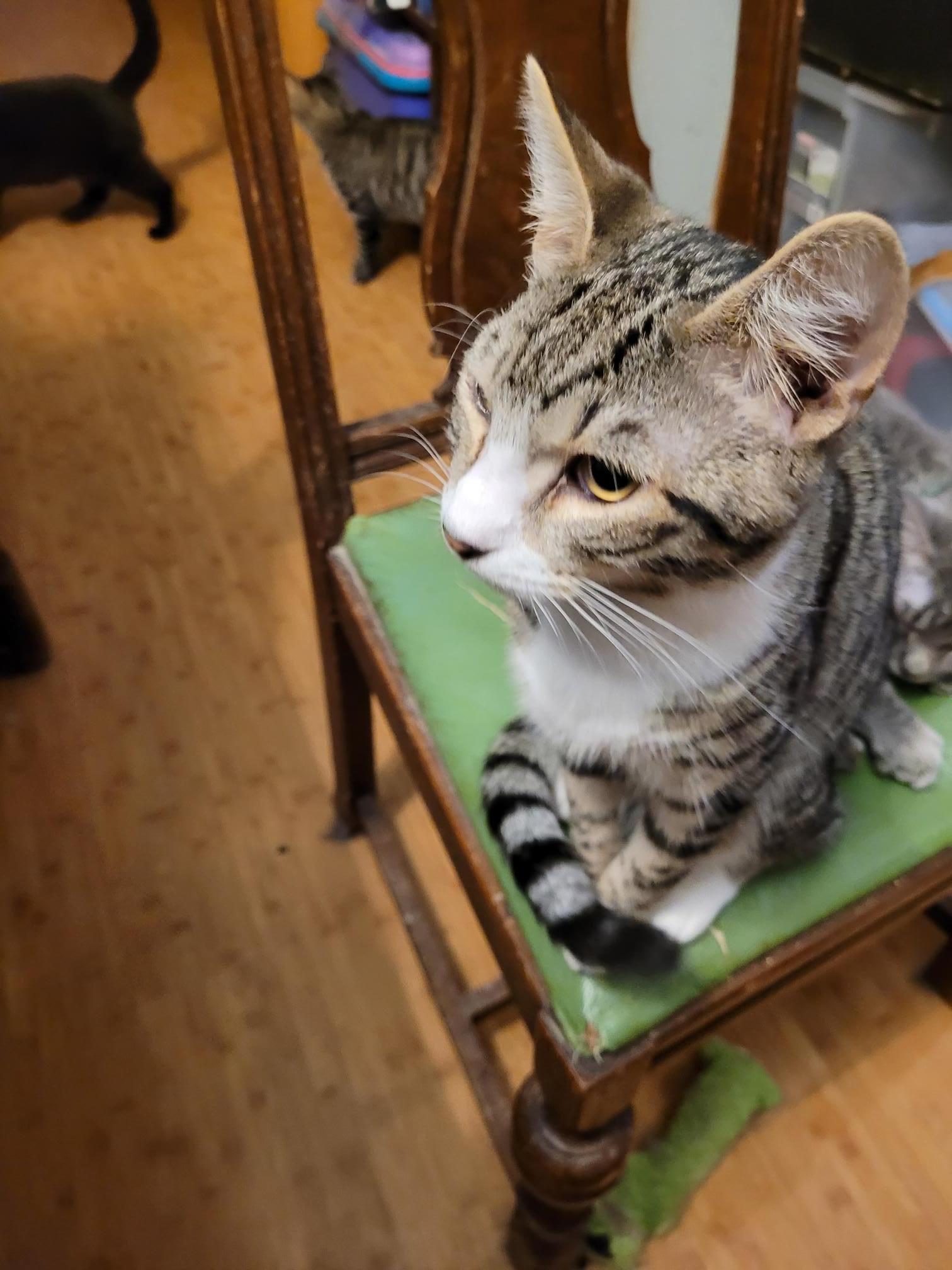 Enlarge Meet Thomas the 3rd, or as his friends call him, TJ!, a Adopted Domestic Short Hair in Toledo, OR image 2/4