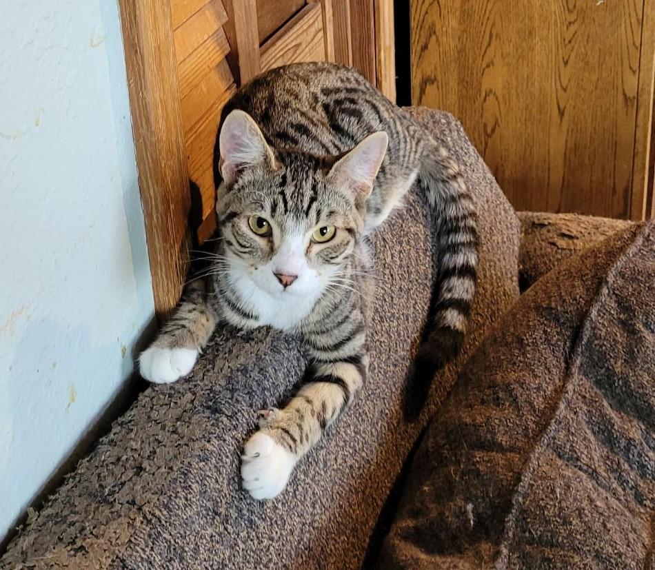 Enlarge Meet Thomas the 3rd, or as his friends call him, TJ!, a Adopted Domestic Short Hair in Toledo, OR image 3/4