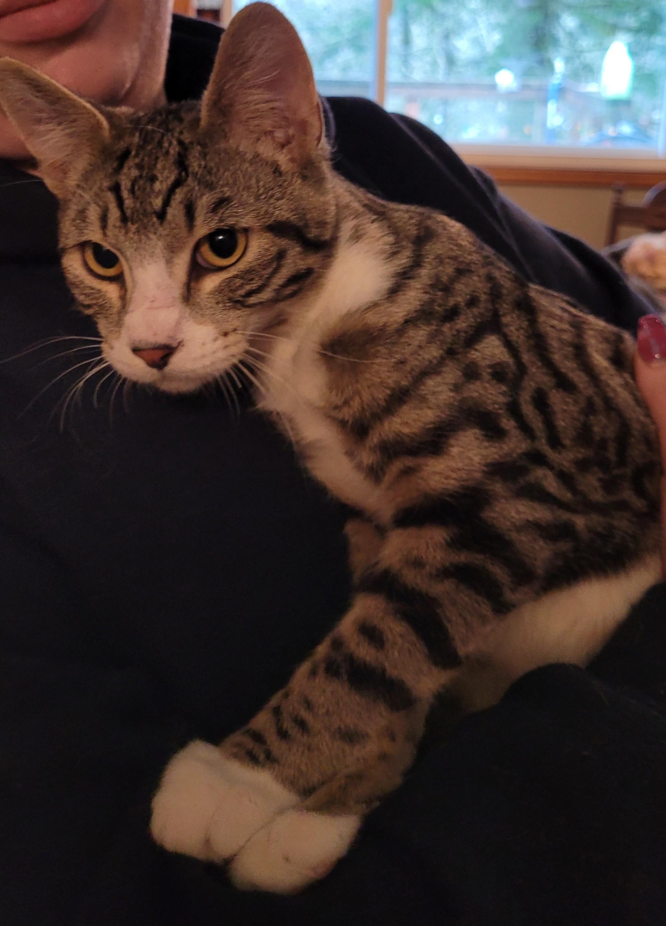 Enlarge Meet Thomas the 3rd, or as his friends call him, TJ!, a Adopted Domestic Short Hair in Toledo, OR image 4/4