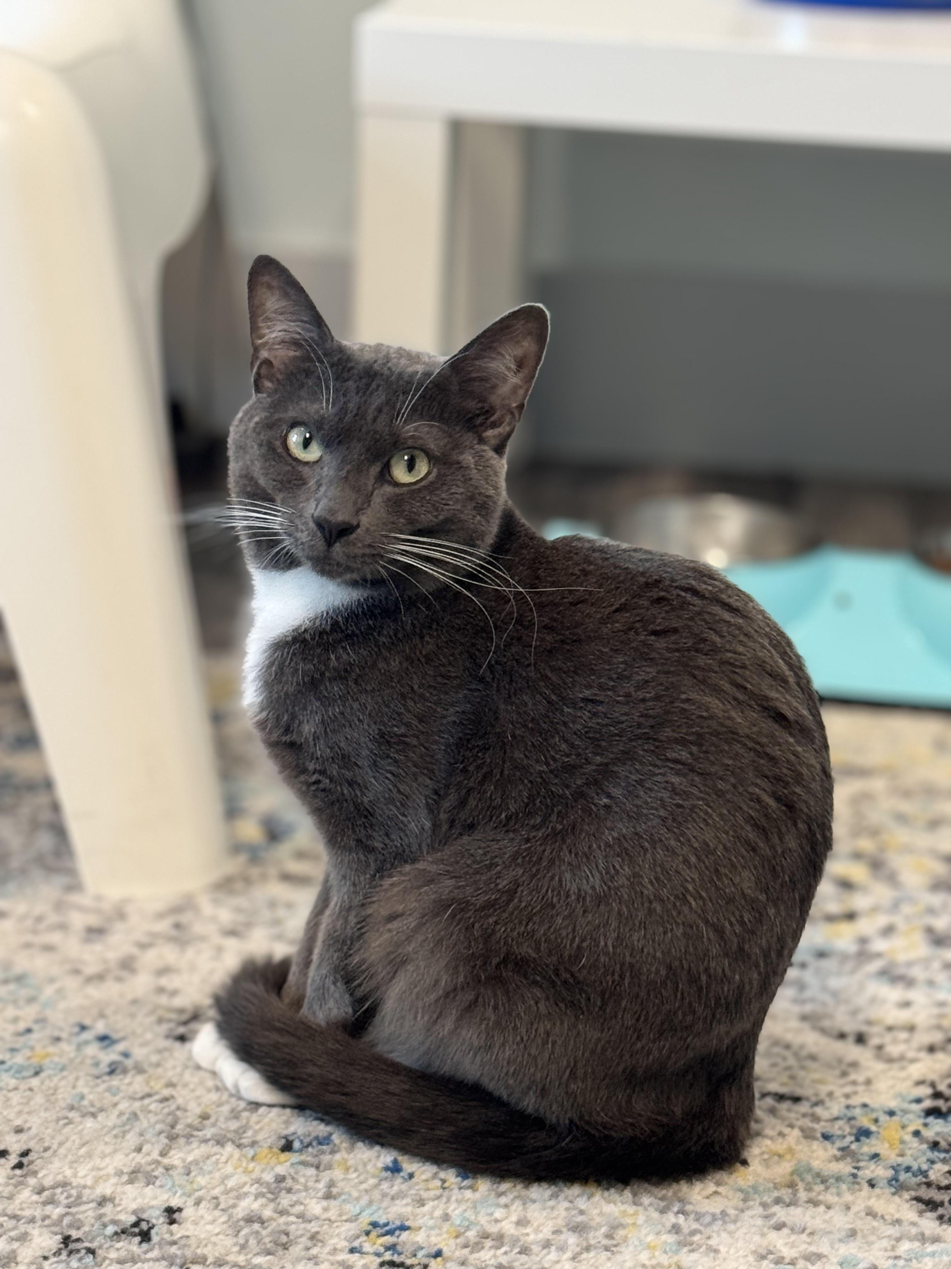 Enlarge Quincy Jones, a Adopted mixed breed in St Petersburg, FL image 1/6