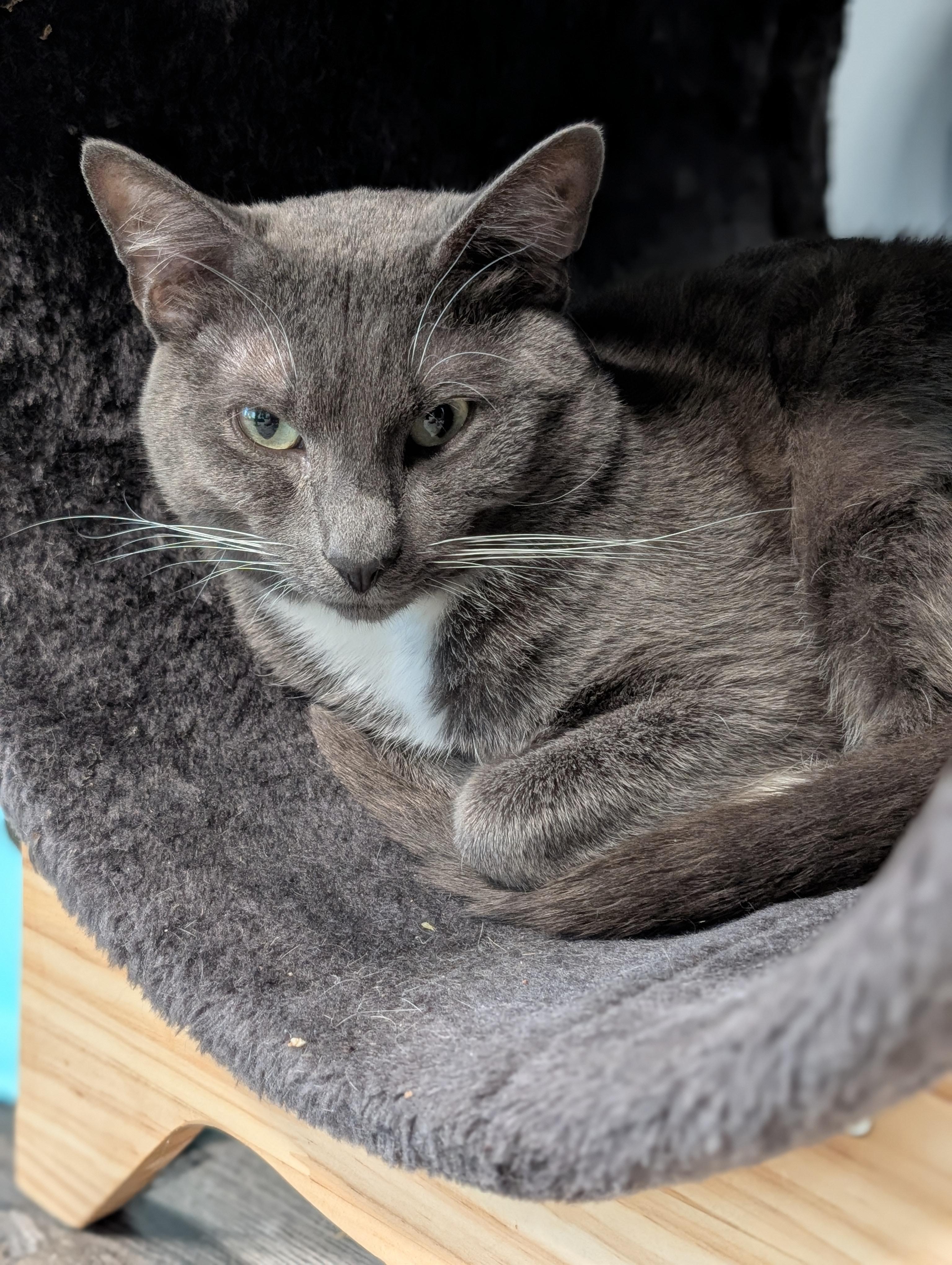 Enlarge Quincy Jones, a Adopted mixed breed in St Petersburg, FL image 4/6