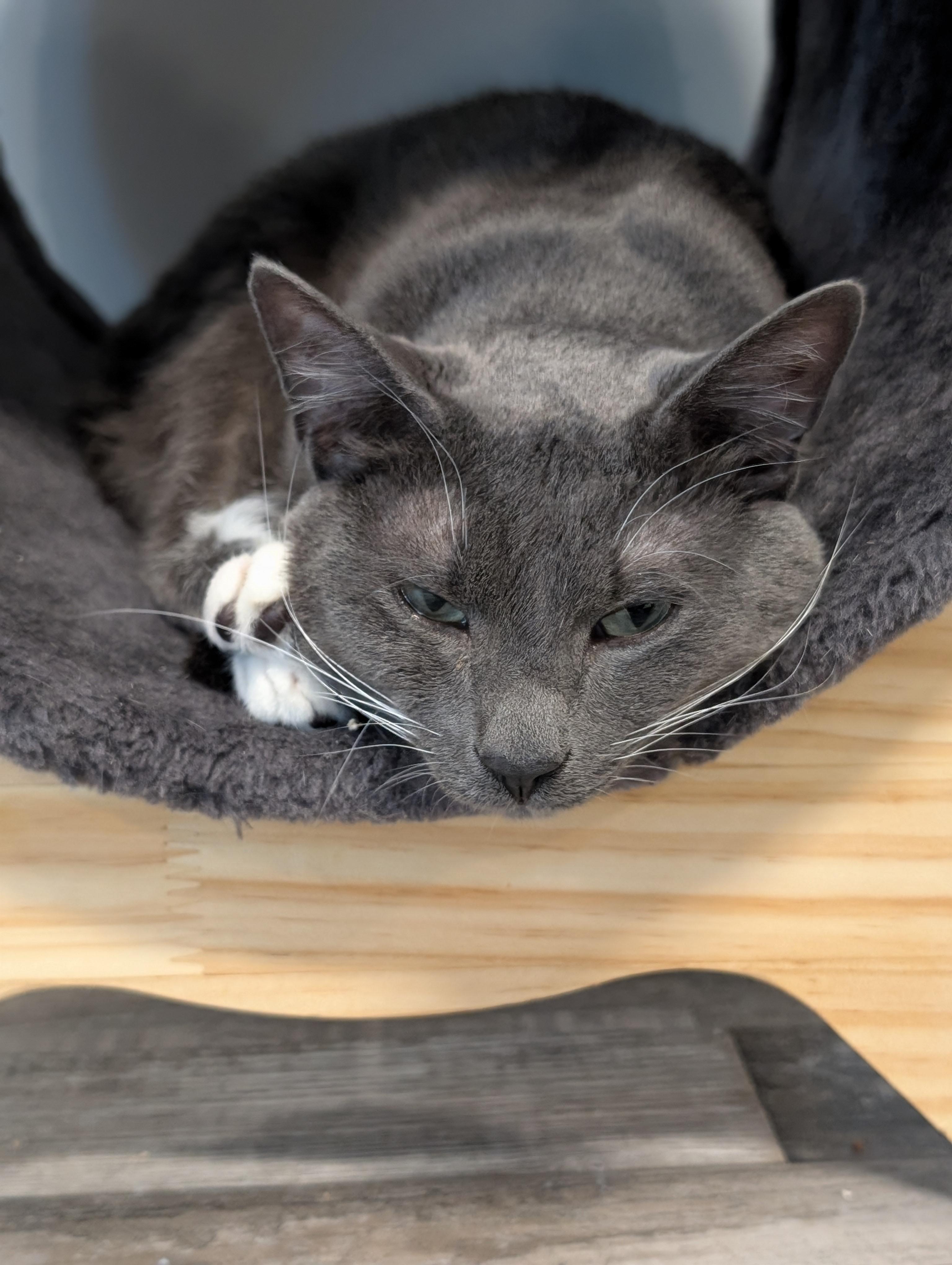 Enlarge Quincy Jones, a Adopted mixed breed in St Petersburg, FL image 5/6