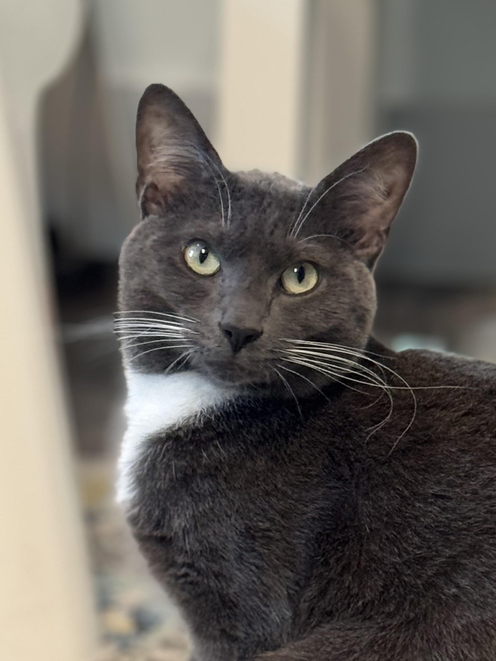 Enlarge Quincy Jones, a Adopted mixed breed in St Petersburg, FL image 6/6