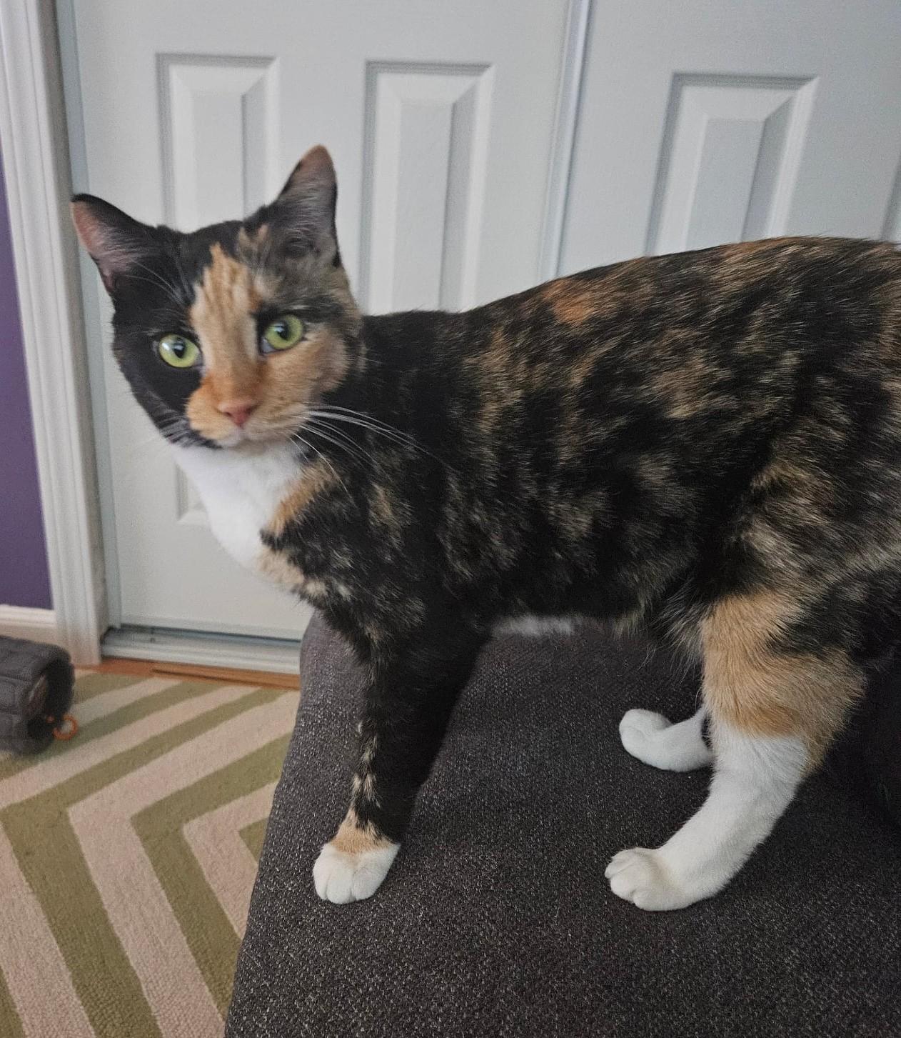 Enlarge KitKat , a ADOPTABLE mixed breed in Tacoma, WA image 1/3