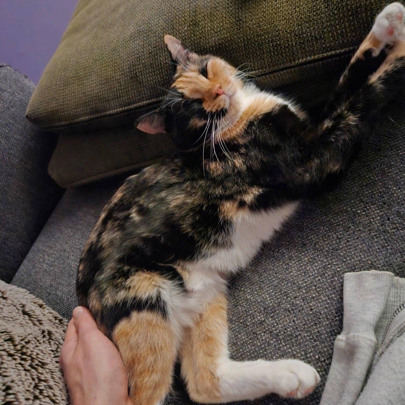 Enlarge KitKat , a ADOPTABLE mixed breed in Tacoma, WA image 2/3