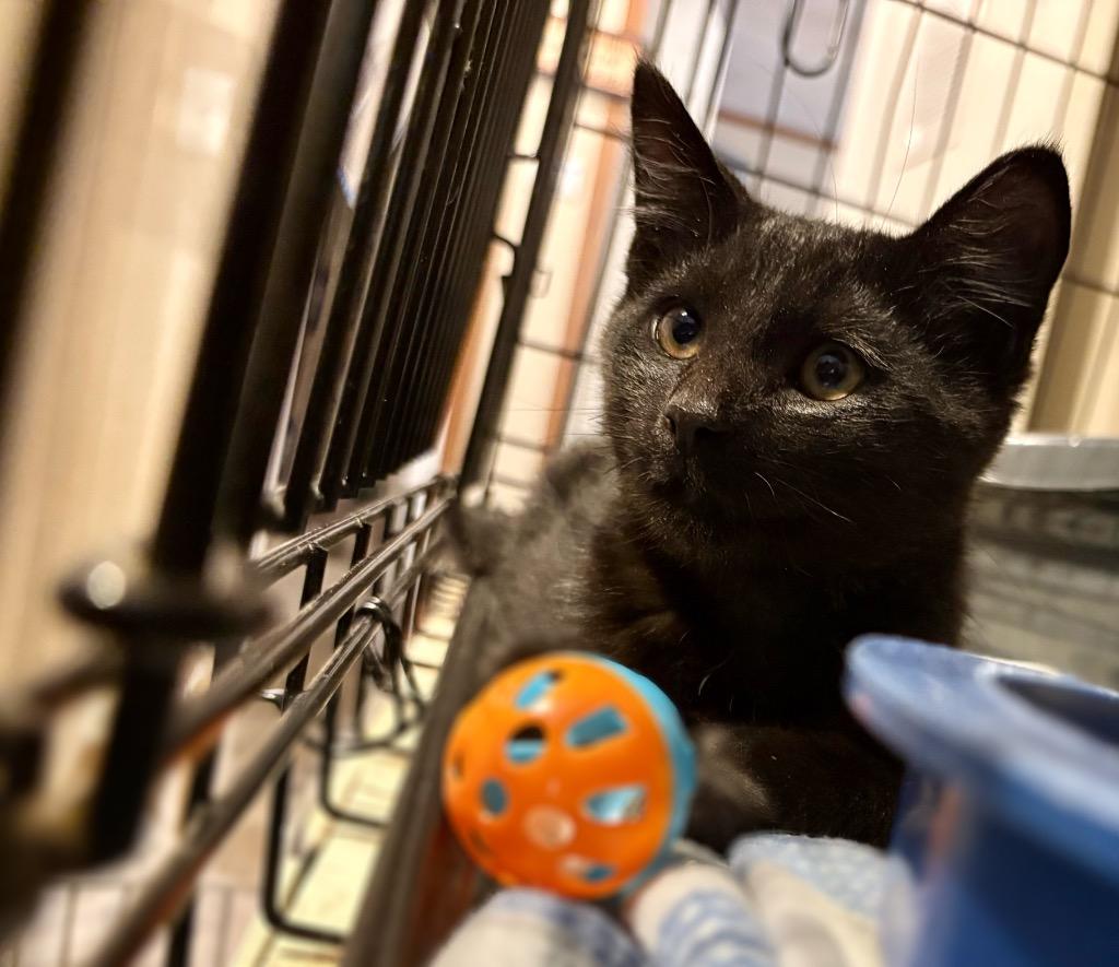 Soranno, Adoptable, Kitten Male Domestic Short Hair.