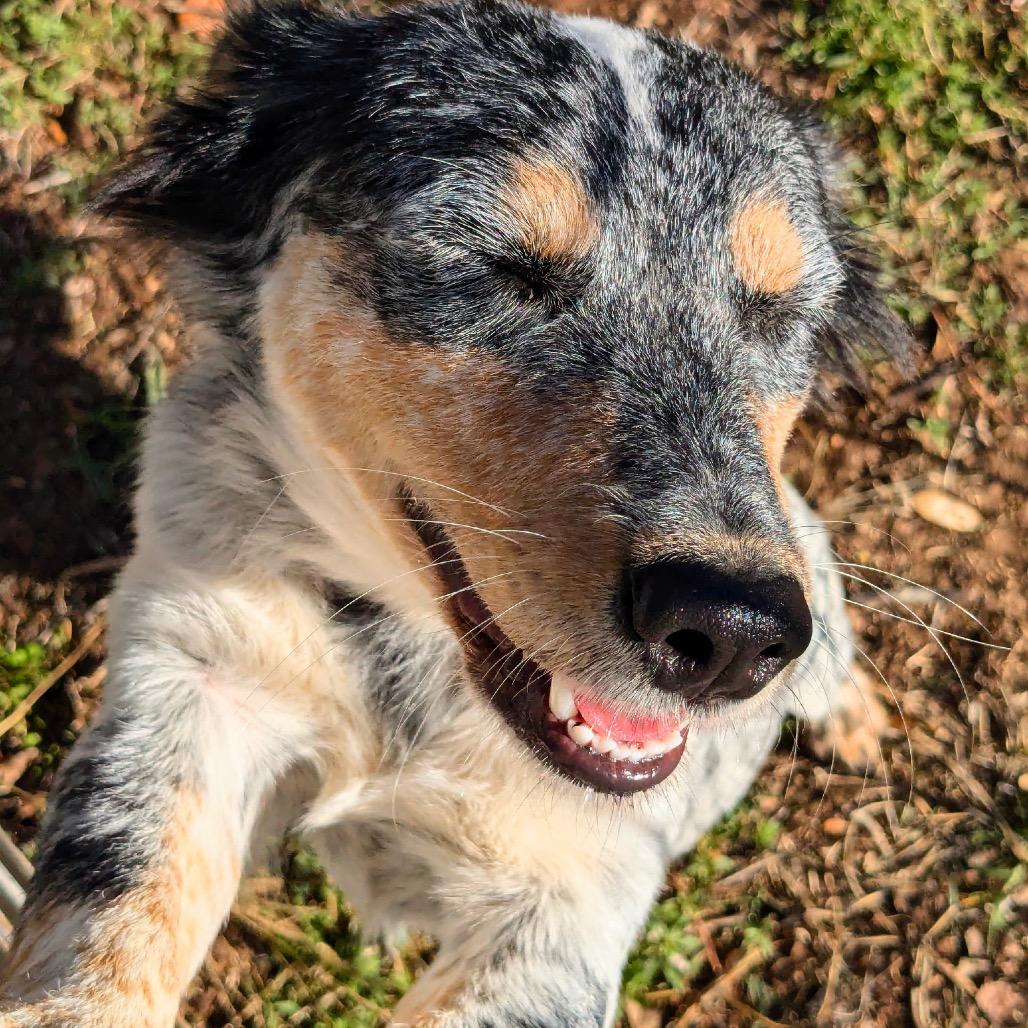 Capri, ADOPTABLE, Young Female Australian Cattle Dog / Blue Heeler & Cattle Dog.