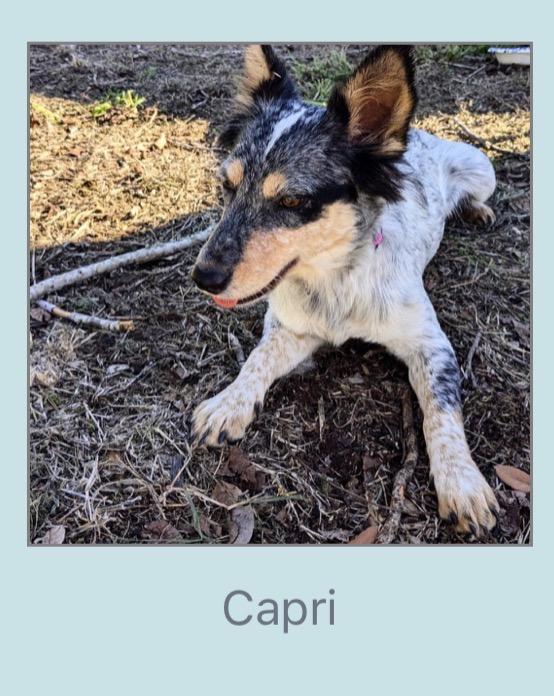 Enlarge Capri, a ADOPTABLE mixed breed in Winter, WI image 2/2