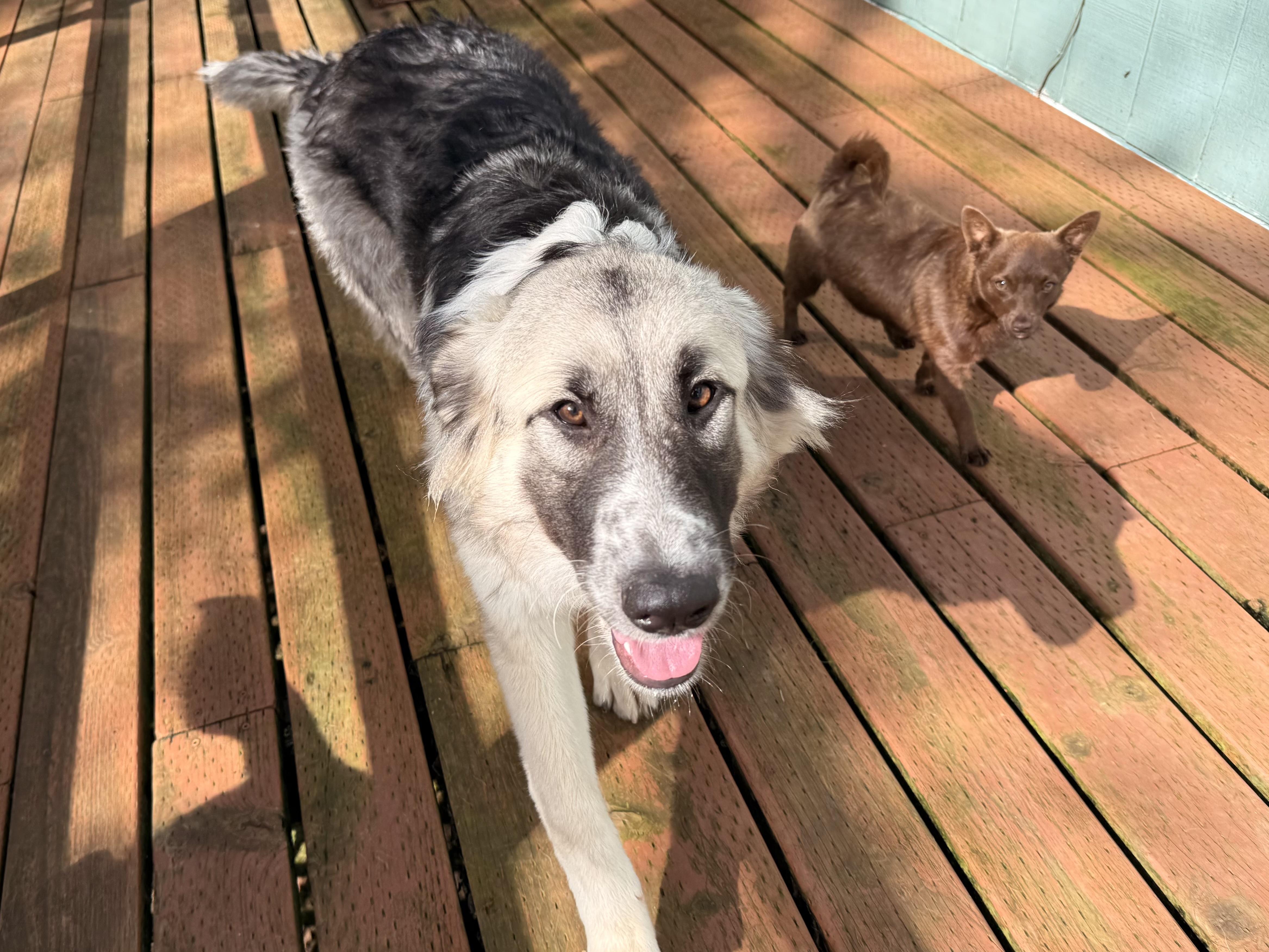 Enlarge Junie, a Adopted mixed breed in Otis, OR image 3/4