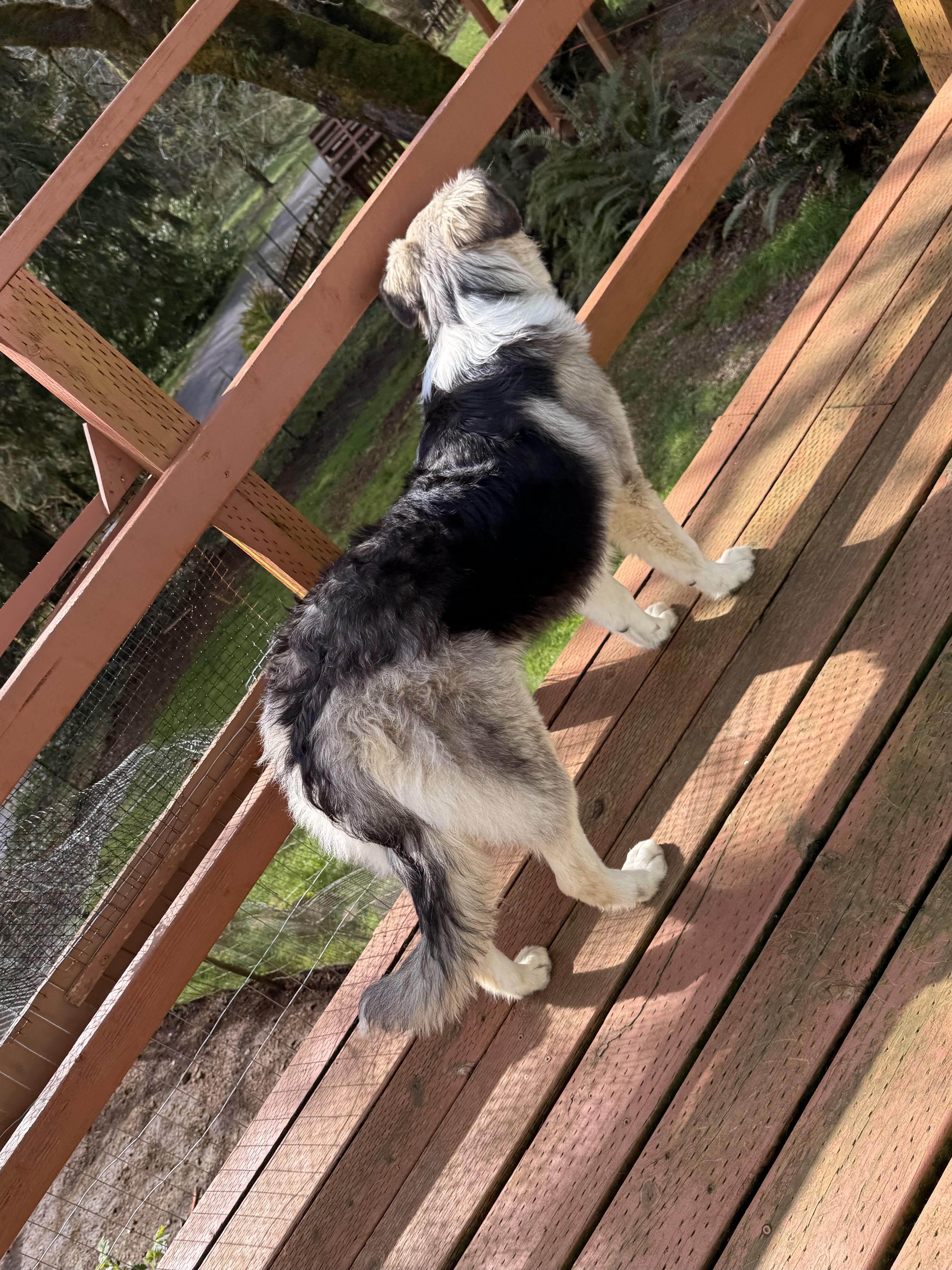 Enlarge Junie, a Adopted mixed breed in Otis, OR image 4/4