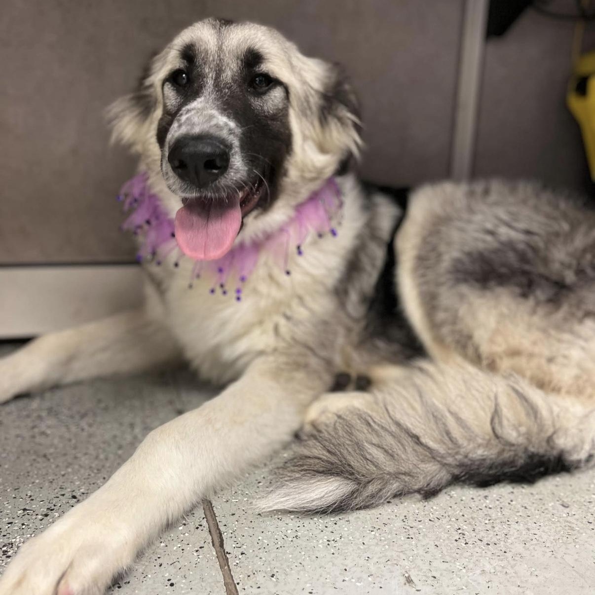 Enlarge Junie, a Adopted mixed breed in Otis, OR image 2/4