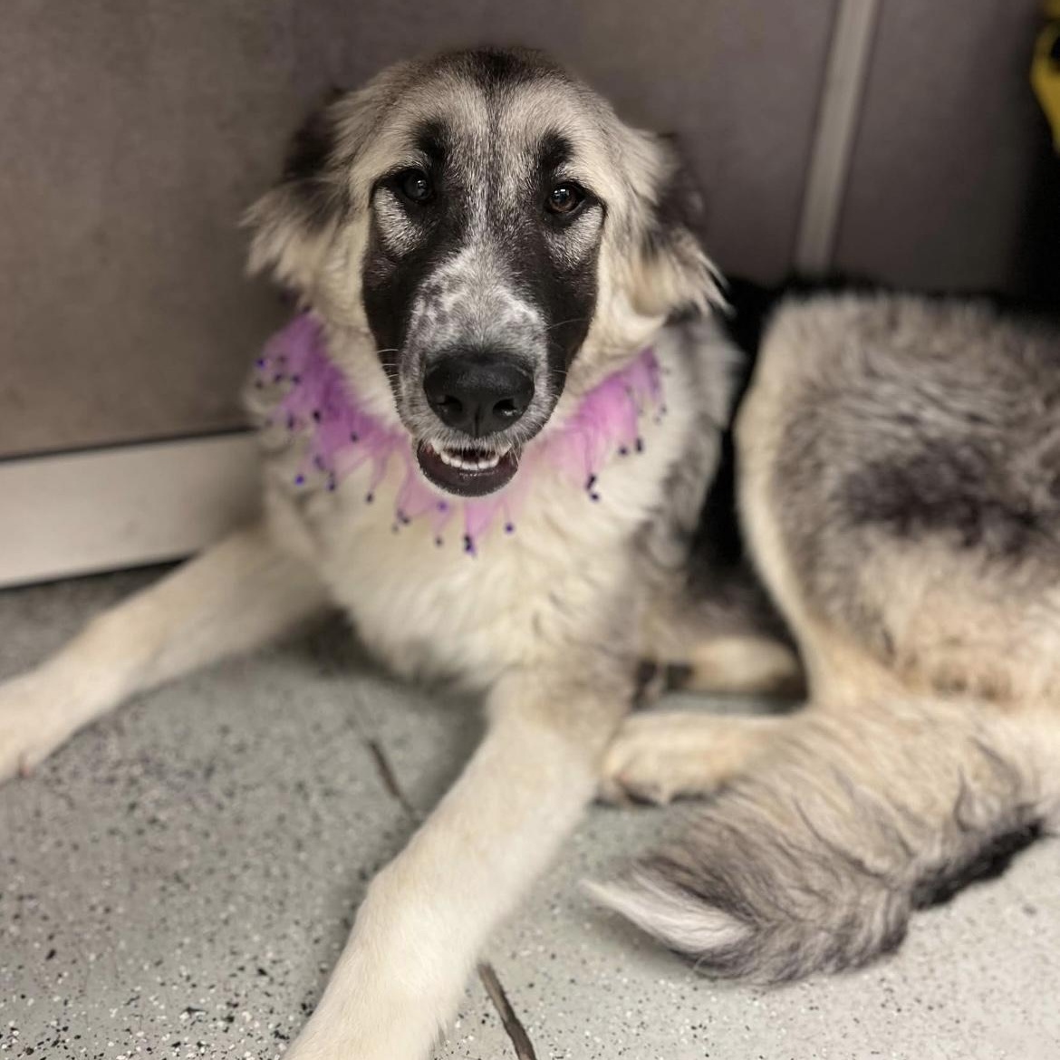 Junie, Adopted, Young Female Great Pyrenees & Anatolian Shepherd.