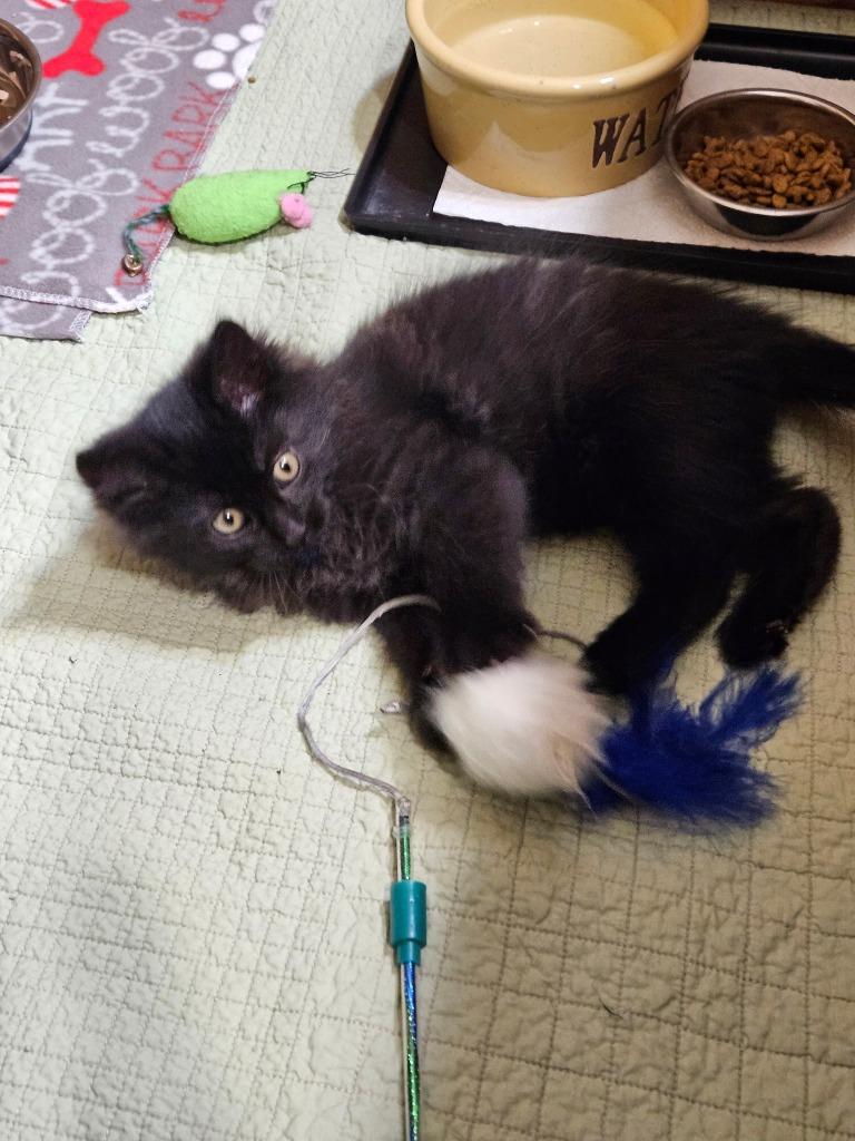 Enlarge Salem, a Adoptable mixed breed in Minnetonka, MN image 1/1