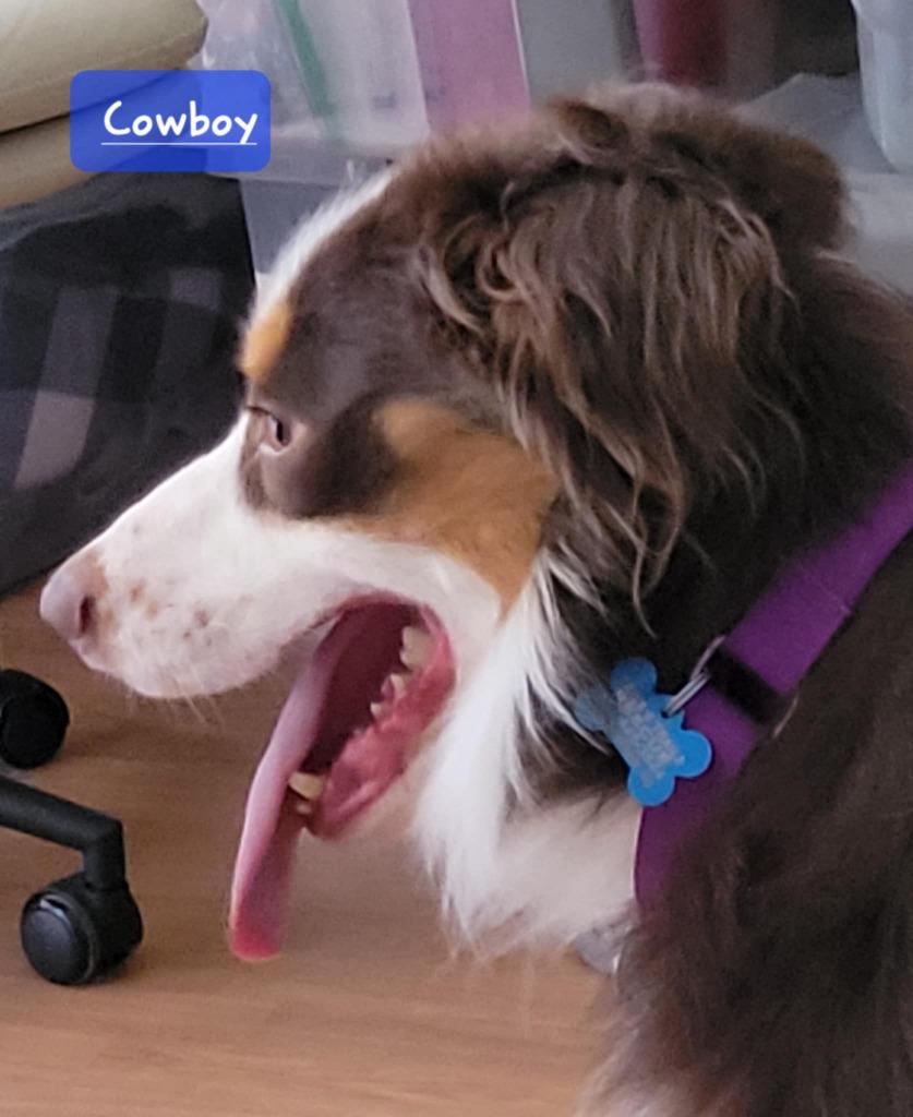 Cowboy, Adoptable, Young Male Border Collie & Australian Shepherd.