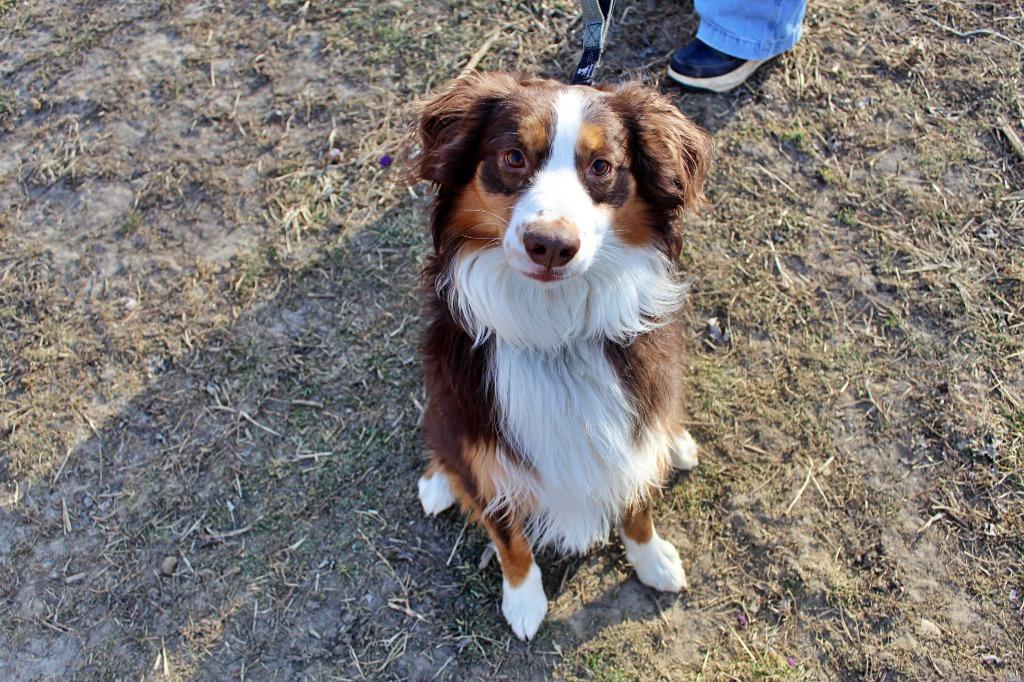 Cowboy, a Adoptable mixed breed in Indianapolis, IN image 2/6