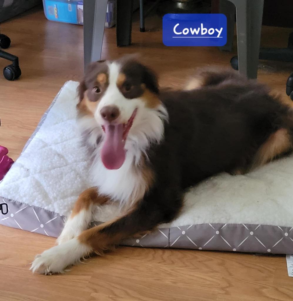 Cowboy, a Adoptable mixed breed in Indianapolis, IN image 3/6
