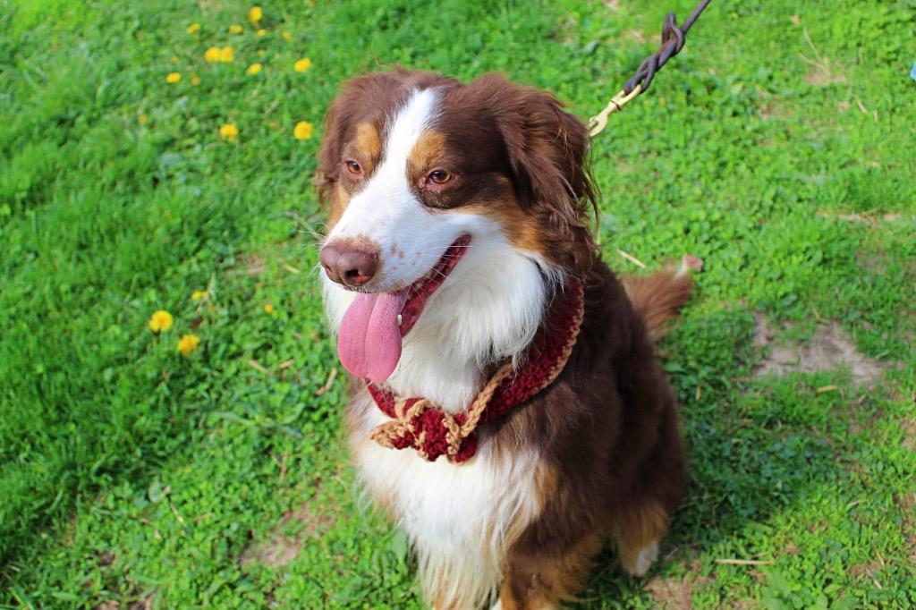 Cowboy, a Adoptable mixed breed in Indianapolis, IN image 5/6