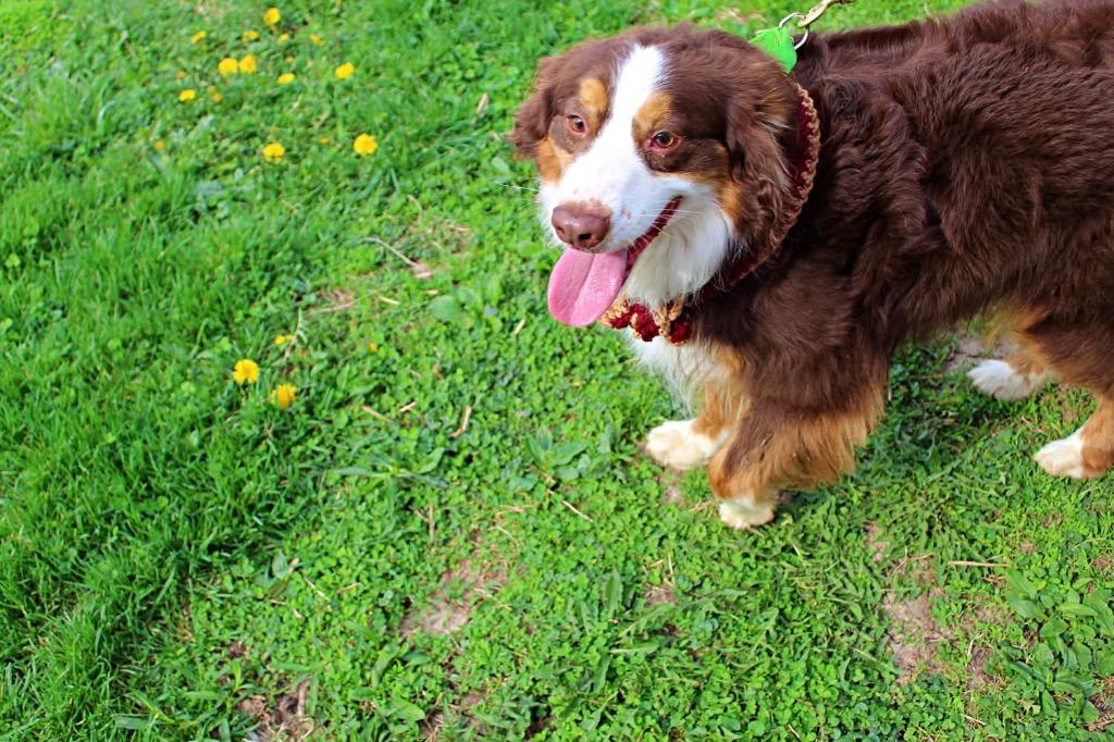 Cowboy, a Adoptable mixed breed in Indianapolis, IN image 6/6
