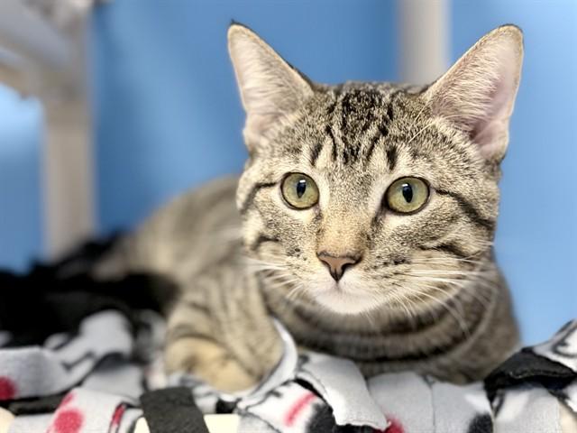 Enlarge RENZO, a Adoptable Domestic Short Hair in Ames, IA image 1/1