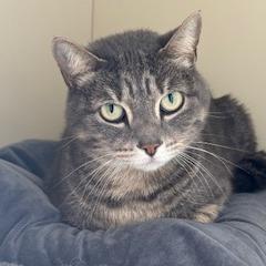 Smokey, Adoptable, Adult Female Domestic Short Hair.