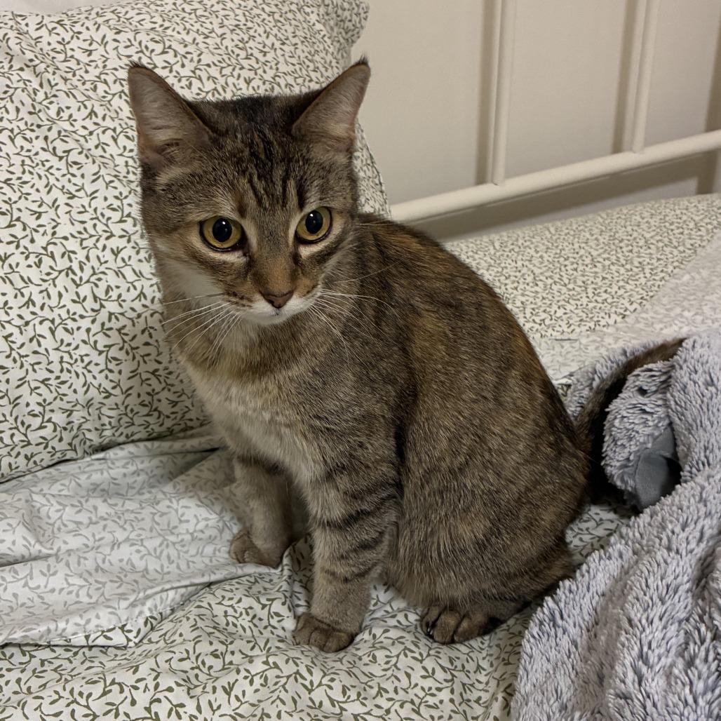 Kitty, Adoptable, Adult Female Domestic Short Hair.