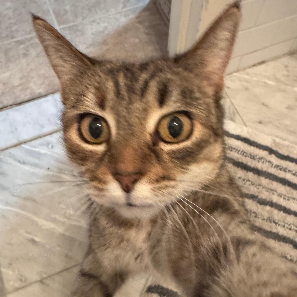 Enlarge Kitty, a Adoptable Domestic Short Hair in New York, NY image 2/6