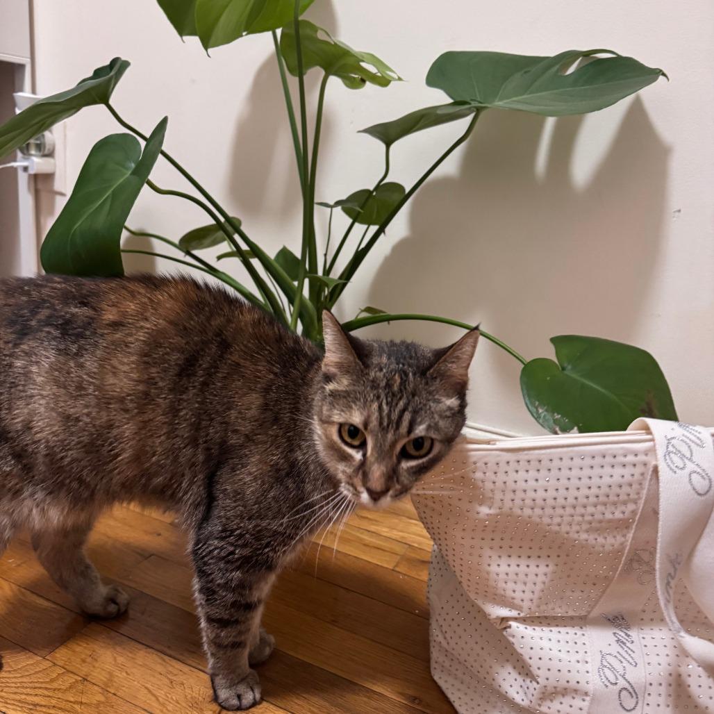 Enlarge Kitty, a Adoptable Domestic Short Hair in New York, NY image 4/6