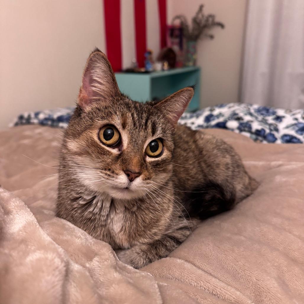 Enlarge Kitty, a Adoptable Domestic Short Hair in New York, NY image 5/6