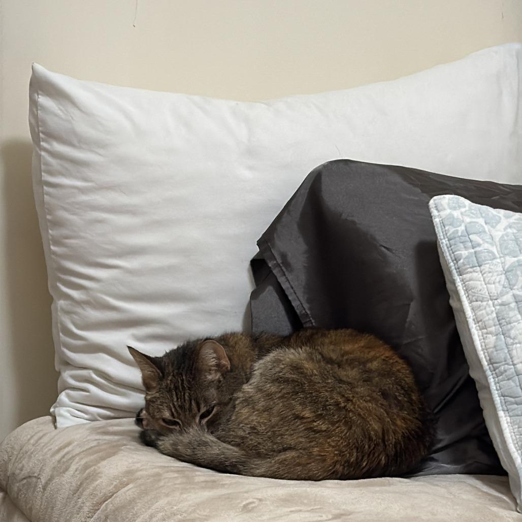 Enlarge Kitty, a Adoptable Domestic Short Hair in New York, NY image 6/6