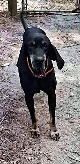 Moe (GA), ADOPTABLE, Senior Male Black and Tan Coonhound.