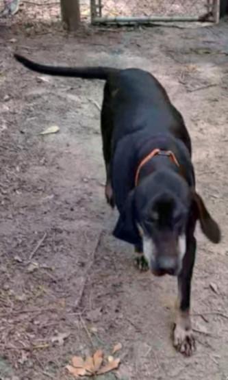 Moe (GA), a ADOPTABLE Black and Tan Coonhound in Ranger, GA image 2/3