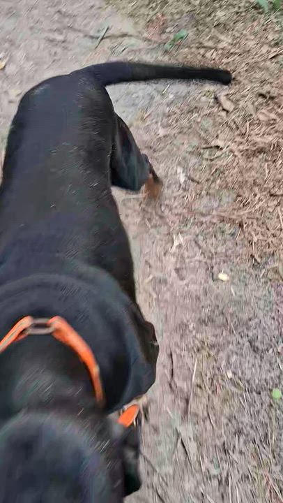 Enlarge Moe (GA), a ADOPTABLE Black and Tan Coonhound in Ranger, GA video 3/3